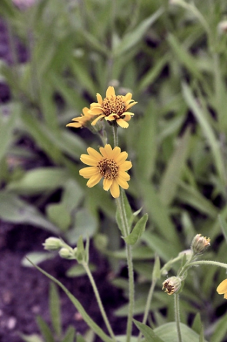 nature,fleurs,plantes,herbier