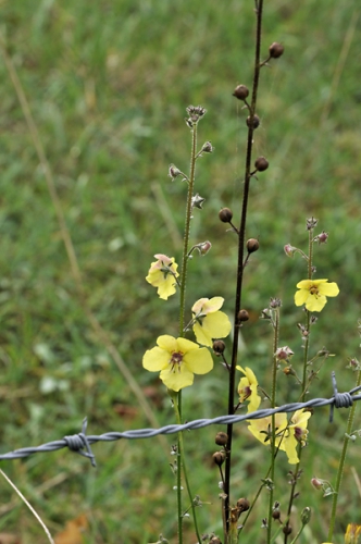 nature,plantes,fleurs,herbier,photos