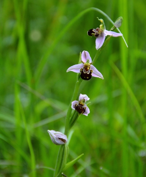 ophrys bourdon ?.jpg