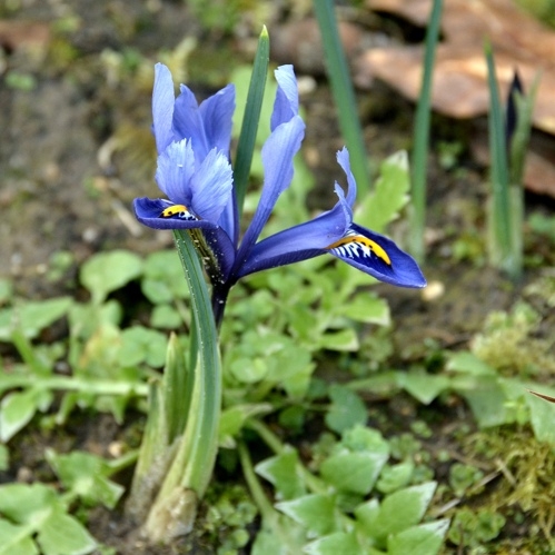 iris reticulata.jpg