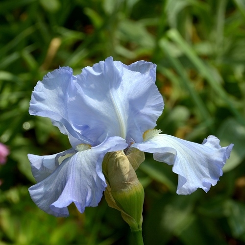 iris bleu.jpg