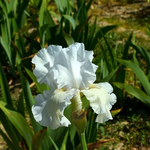 iris blanc.jpg