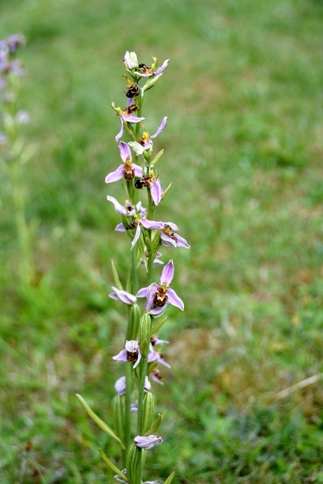 ophrys abeille.jpg