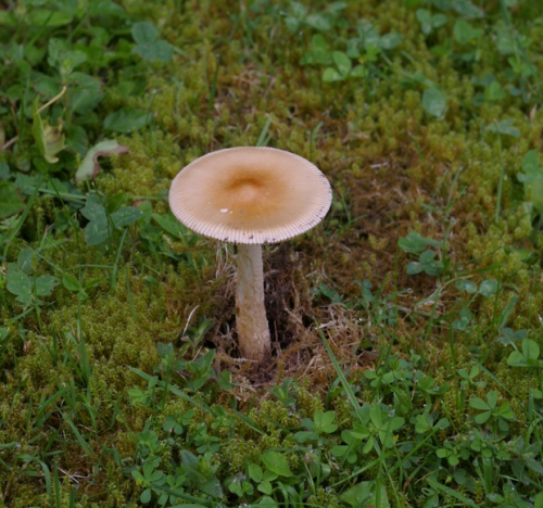 nature,champignons,amanita vaginata