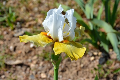 iris jaune blanc.jpg