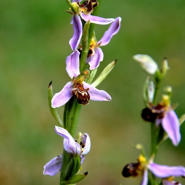 ophrys abeille 2.jpg