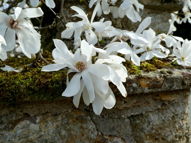 magnolia merill.jpg