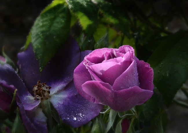 Senlisse rose.jpg
